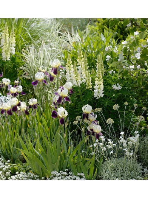Csillagfürt / LUPINUS Perennis-Hybr. Russell Band of Nobles Series 'Fräulein'