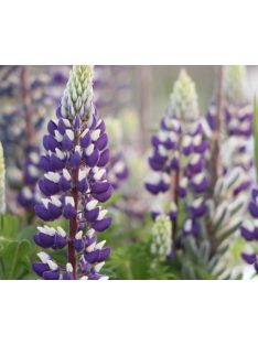   Csillagfürt / LUPINUS Perennis-Hybr. Russell Band of Nobles Series 'Kastellan'
