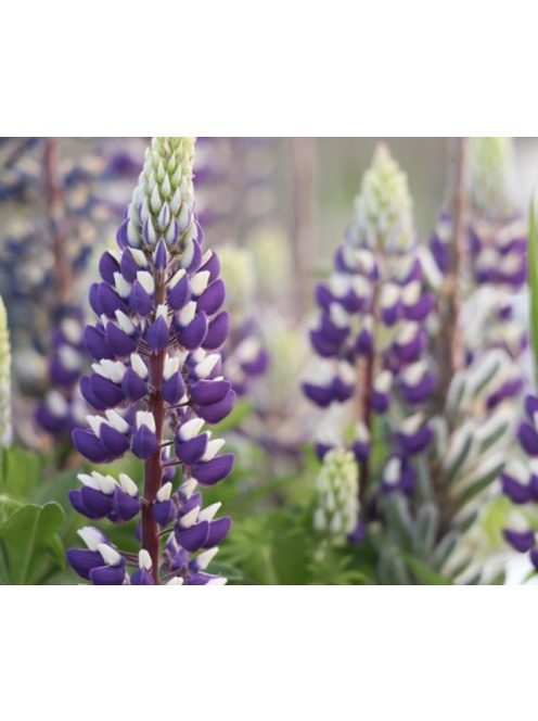 Csillagfürt / LUPINUS Perennis-Hybr. Russell Band of Nobles Series 'Kastellan'