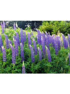   Csillagfürt / LUPINUS Perennis-Hybr. Russell Band of Nobles Series 'Kastellan'