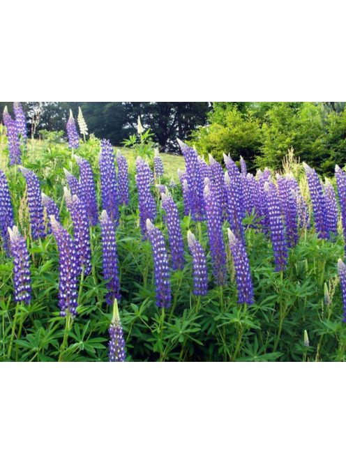 Csillagfürt / LUPINUS Perennis-Hybr. Russell Band of Nobles Series 'Kastellan'
