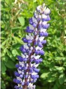 Csillagfürt / LUPINUS Perennis-Hybr. Russell Band of Nobles Series 'Kastellan'