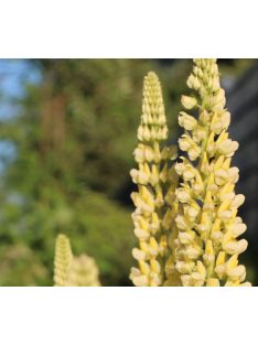   Csillagfürt / LUPINUS Perennis-Hybr. Russell Band of Nobles Series 'Kronleuchter'