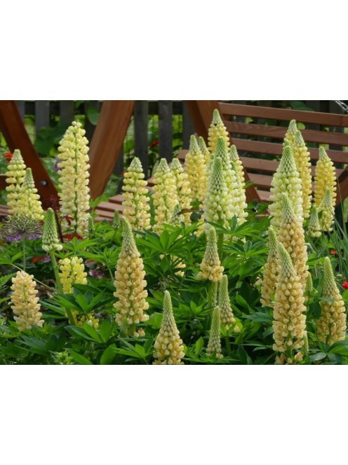 Csillagfürt / LUPINUS Perennis-Hybr. Russell Band of Nobles Series 'Kronleuchter'
