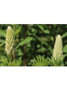 Csillagfürt / LUPINUS Perennis-Hybr. Russell Band of Nobles Series 'Kronleuchter'