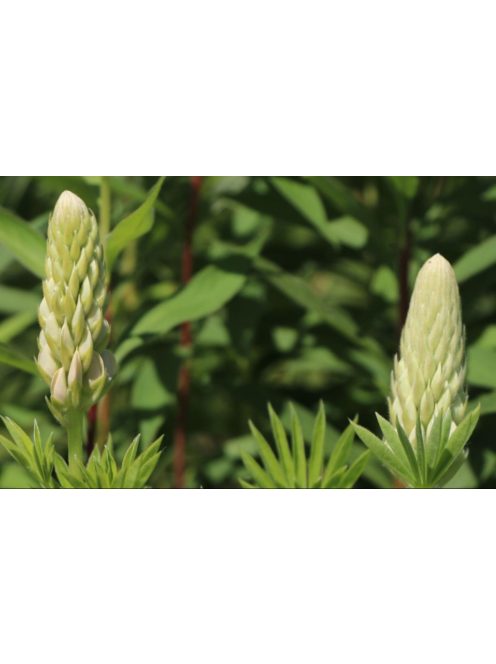 Csillagfürt / LUPINUS Perennis-Hybr. Russell Band of Nobles Series 'Kronleuchter'