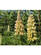 Csillagfürt / LUPINUS Perennis-Hybr. Russell Band of Nobles Series 'Kronleuchter'
