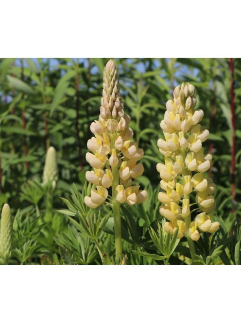 Csillagfürt / LUPINUS Perennis-Hybr. Russell Band of Nobles Series 'Kronleuchter'