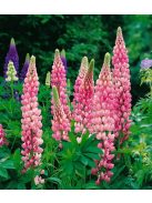 Csillagfürt / LUPINUS Perennis-Hybr. Russell Band of Nobles Series 'Schloßfrau'