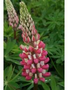 Csillagfürt / LUPINUS Perennis-Hybr. Russell Band of Nobles Series 'Schloßfrau'