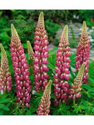 Csillagfürt / LUPINUS Perennis-Hybr. Russell Band of Nobles Series 'Schloßfrau'