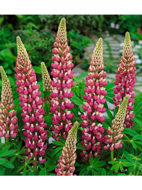 Csillagfürt / LUPINUS Perennis-Hybr. Russell Band of Nobles Series 'Schloßfrau'