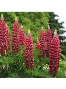 Csillagfürt / LUPINUS Perennis-Hybr. Russell Band of Nobles Series 'Edelknaben'