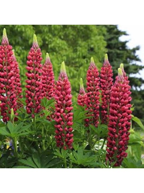 Csillagfürt / LUPINUS Perennis-Hybr. Russell Band of Nobles Series 'Edelknaben'