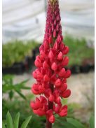 Csillagfürt / LUPINUS Perennis-Hybr. Russell Band of Nobles Series 'Edelknaben'