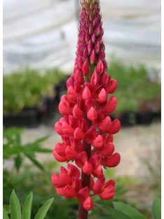   Csillagfürt / LUPINUS Perennis-Hybr. Russell Band of Nobles Series 'Edelknaben'