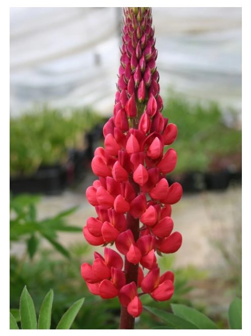 Csillagfürt / LUPINUS Perennis-Hybr. Russell Band of Nobles Series 'Edelknaben'