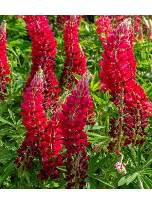 Csillagfürt / LUPINUS Perennis-Hybr. Russell Band of Nobles Series 'Edelknaben'