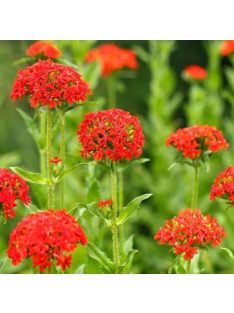 Égőszerelem / LYCHNIS chalcedonica