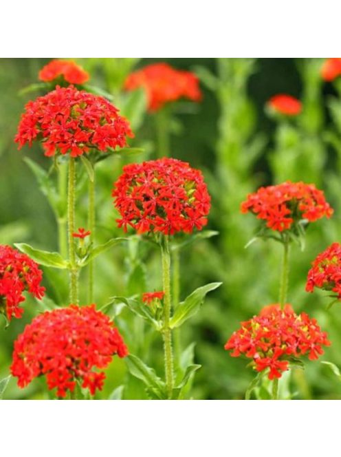 Égőszerelem / LYCHNIS chalcedonica
