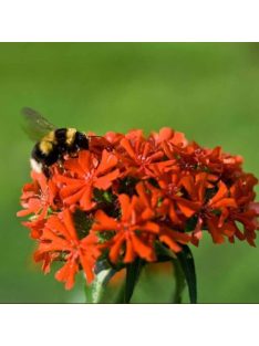 Égőszerelem / LYCHNIS chalcedonica