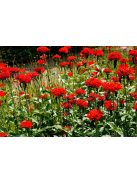 Égőszerelem / LYCHNIS chalcedonica