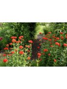 Égőszerelem / LYCHNIS chalcedonica