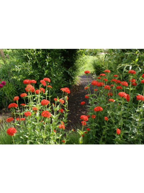 Égőszerelem / LYCHNIS chalcedonica