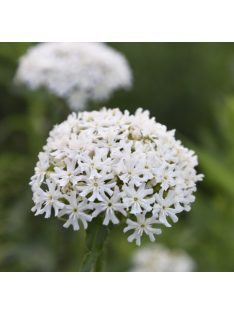 Égőszerelem / LYCHNIS chalcedonica 'Rauhreif'