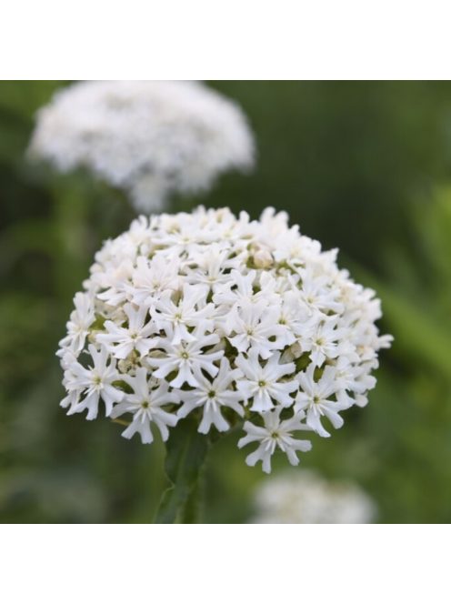 Égőszerelem / LYCHNIS chalcedonica 'Rauhreif'