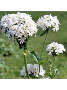 Égőszerelem / LYCHNIS chalcedonica 'Rauhreif'