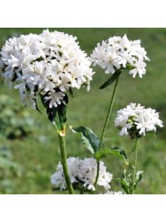Égőszerelem / LYCHNIS chalcedonica 'Rauhreif'