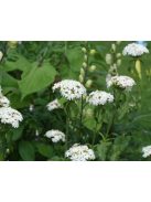 Égőszerelem / LYCHNIS chalcedonica 'Rauhreif'