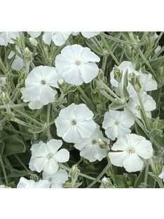   Bársonyos kakukkszegfű / LYCHNIS coronaria 'Alba'
