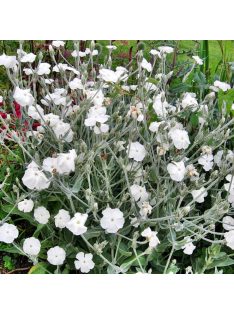   Bársonyos kakukkszegfű / LYCHNIS coronaria 'Alba'