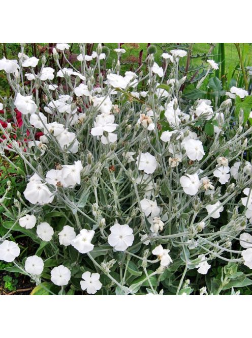 Bársonyos kakukkszegfű / LYCHNIS coronaria 'Alba'