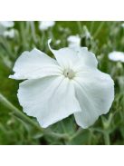 Bársonyos kakukkszegfű / LYCHNIS coronaria 'Alba'