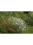 Bársonyos kakukkszegfű / LYCHNIS coronaria 'Alba'