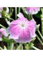 Bársonyos kakukkszegfű / LYCHNIS coronaria 'Oculata'