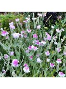 Bársonyos kakukkszegfű / LYCHNIS coronaria 'Oculata'