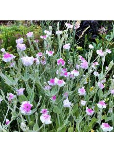   Bársonyos kakukkszegfű / LYCHNIS coronaria 'Oculata'