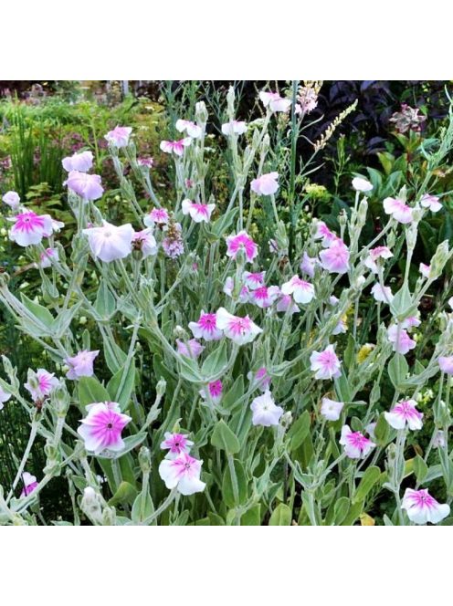Bársonyos kakukkszegfű / LYCHNIS coronaria 'Oculata'