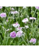 Bársonyos kakukkszegfű / LYCHNIS coronaria 'Oculata'