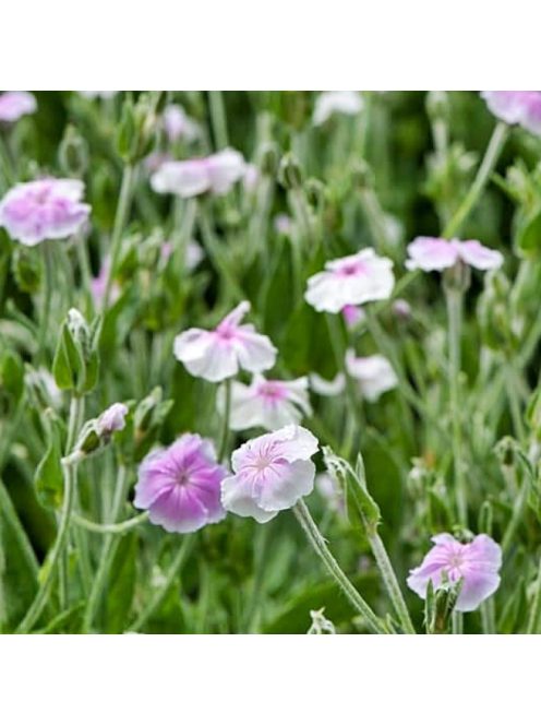 Bársonyos kakukkszegfű / LYCHNIS coronaria 'Oculata'