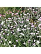 Bársonyos kakukkszegfű / LYCHNIS coronaria 'Oculata'