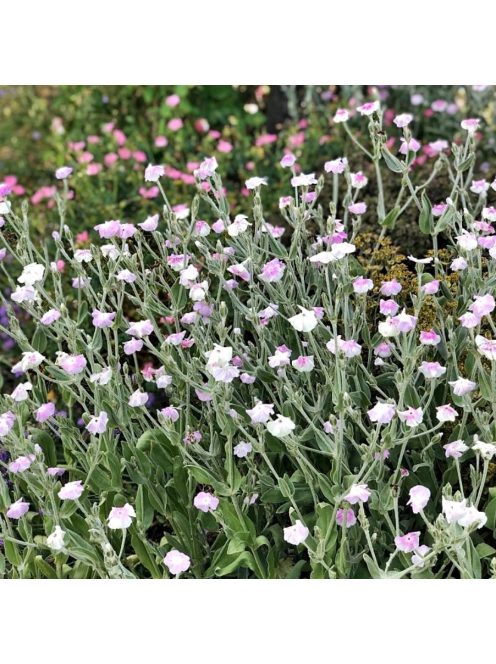Bársonyos kakukkszegfű / LYCHNIS coronaria 'Oculata'