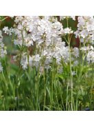 Enyves szurokszegfű / LYCHNIS viscaria Alba 'Schnee'