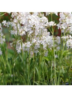   Enyves szurokszegfű / LYCHNIS viscaria Alba 'Schnee'