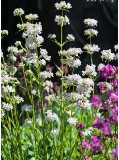   Enyves szurokszegfű / LYCHNIS viscaria Alba 'Schnee'