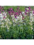 Enyves szurokszegfű / LYCHNIS viscaria Alba 'Schnee'